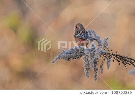 Benimasiko Benimasiko 108703889