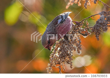 Benimasiko 108703933