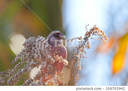 Benimasiko 108703942