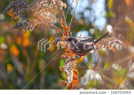 Benimasiko Benimasiko 108703949