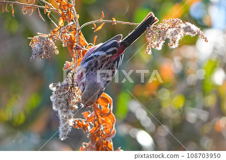 Benimasiko Benimasiko 108703950