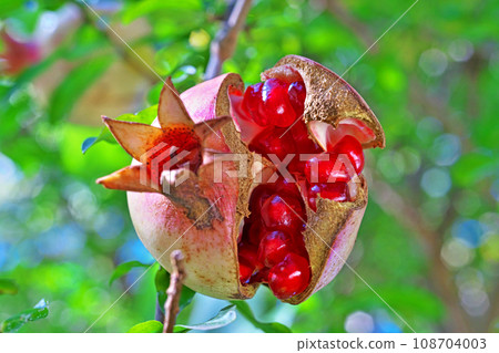 Pomegranate fruit split open to reveal bright red outer skin (autumn, November) Pomegranate fruit split open to reveal bright red outer skin (autumn, November) 108704003