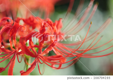 Cluster amaryllis Cluster amaryllis 108704193