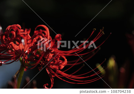 Cluster amaryllis 108704238