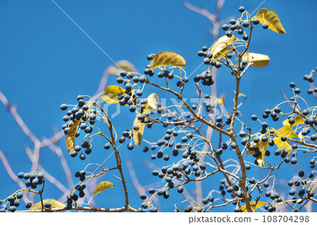 Black Hitotsubatago fruit (autumn, November) Black Hitotsubatago fruit (autumn, November) 108704298