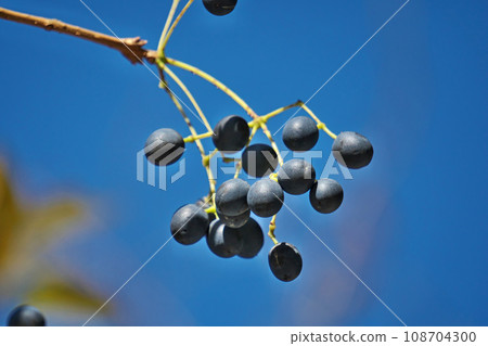 Black Hitotsubatago fruit (autumn, November) Black Hitotsubatago fruit (autumn, November) 108704300