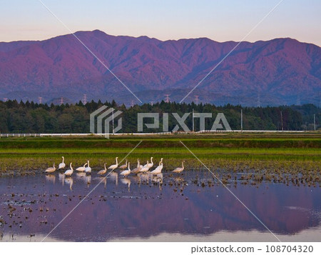 Mount Nioji in Shibata City and a flock of swans in the middle of autumn leaves 108704320