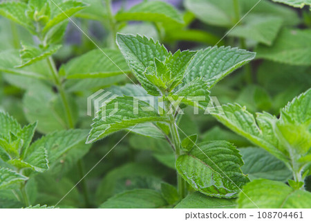 Background of green leaves. Bright green leaves. abstract green leaf texture. Background of green leaves. Bright green leaves. abstract green leaf texture. 108704461