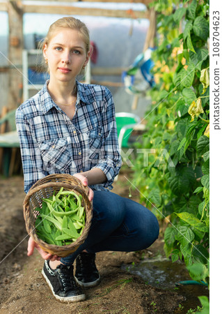Woman gardening on broad beans beds 108704623