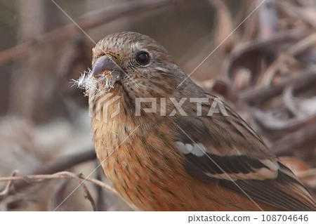 Benimasiko Benimasiko 108704646