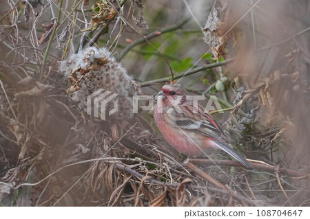 Benimasiko Benimasiko 108704647