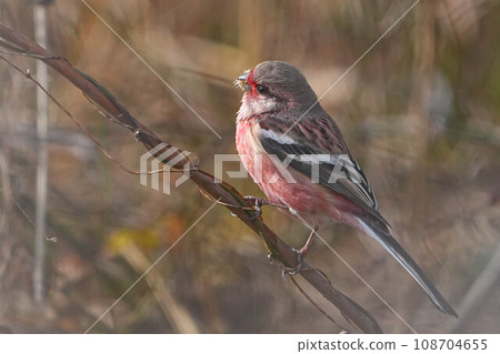 Benimasiko Benimasiko 108704655