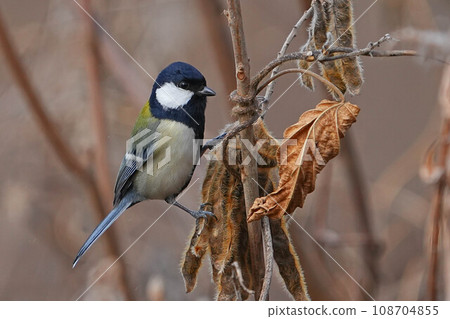 Great tit 108704855