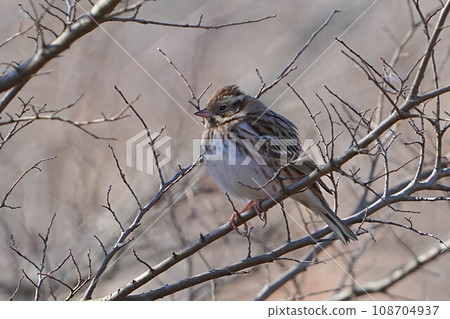 Kashirara Daka Kashirara Daka 108704937