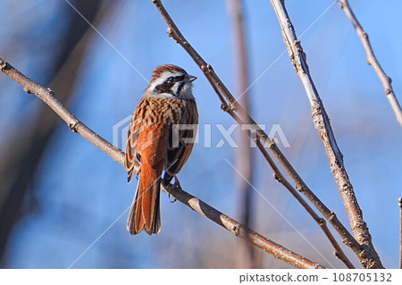 White fish White fish 108705132