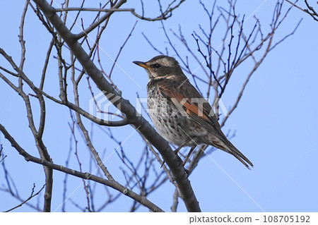 鵝口瘡 鵝口瘡 108705192