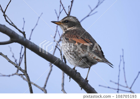 Thrush Thrush 108705193