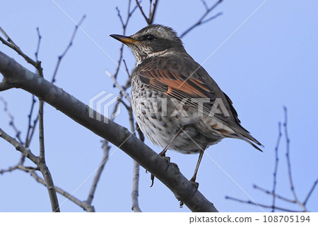 Thrush 108705194