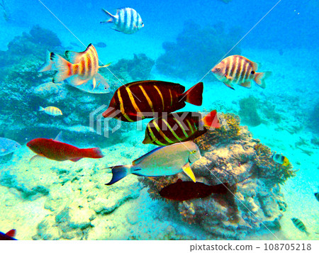 Snorkeling from the pier at Rangiroa Atoll, Tahiti 108705218