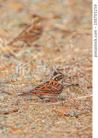 Kashirara Daka Kashirara Daka 108705259