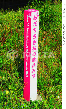 「足立五色櫻花散步道」的展示桿景觀 「足立五色櫻花散步道」的展示桿景觀 108705292