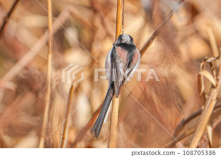 Enaka Enaka 108705386