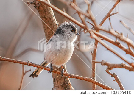 長尾山雀 長尾山雀 108705418