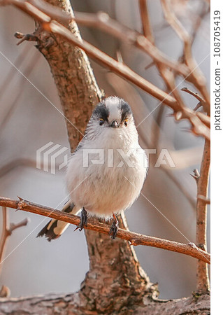 Enaka Enaka 108705419