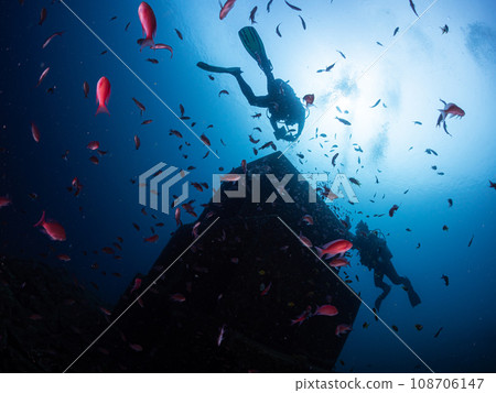 一群魚和潛水員 一群魚和潛水員 108706147
