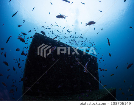 一群魚和潛水員 一群魚和潛水員 108706149