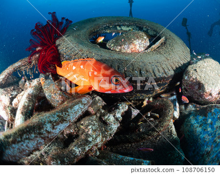 紅石斑魚將人工魚礁作為自己的領地 紅石斑魚將人工魚礁作為自己的領地 108706150