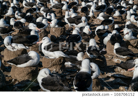 Falkland Islands, Steeple Jason Island, black-browed albatross colony Falkland Islands, Steeple Jason Island, black-browed albatross colony 108706152
