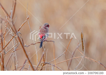 Benimasiko Benimasiko 108706180