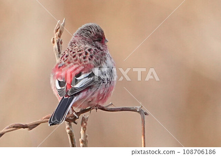長尾雀 長尾雀 108706186