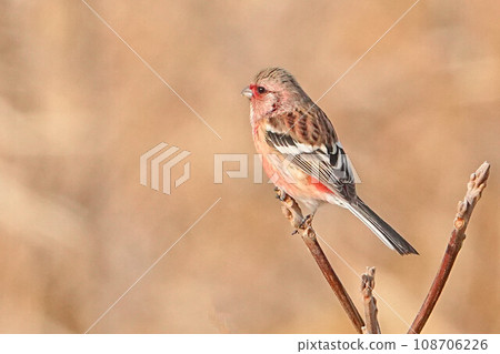 Benimasiko Benimasiko 108706226