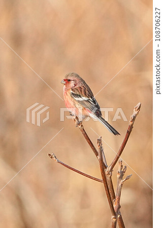 長尾雀 長尾雀 108706227