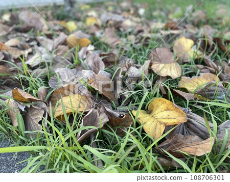 Fallen leaves  108706301
