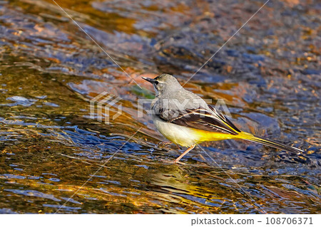 Kisekirei Kisekirei 108706371