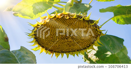 Sunflower pecked by birds against the sky Sunflower pecked by birds against the sky 108706413
