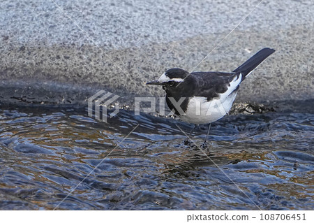 Black-backed wagtail 108706451