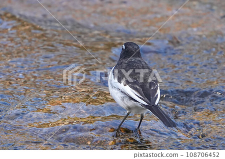 Black-backed wagtail 108706452