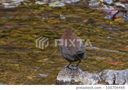 Frog glass 108706466