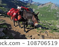 Horses carrying luggage in the Alps in France 108706519