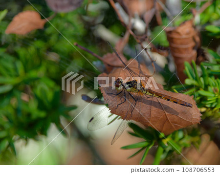 蜻蜓家族的蜻蜓停在枯葉上♀ 蜻蜓家族的蜻蜓停在枯葉上♀ 108706553
