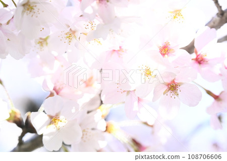 Cherry blossoms bathed in spring sunlight 108706606