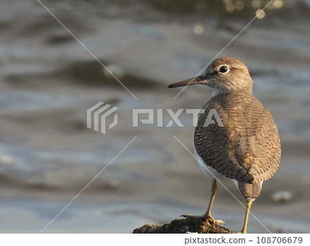 水邊鷸(野鳥) 水邊鷸(野鳥) 108706679