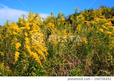 一枝黃花植物雜草 一枝黃花植物雜草 108706842