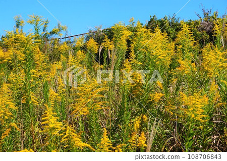 Goldenrod plant weed Goldenrod plant weed 108706843
