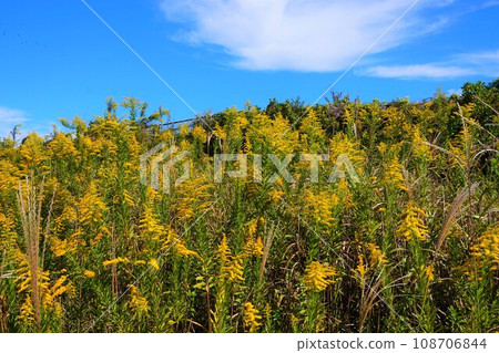 Goldenrod plant weed Goldenrod plant weed 108706844