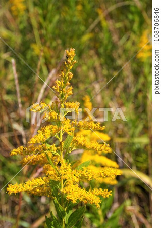 Goldenrod plant weed 108706846